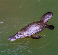 Platypus Viewing at Broken River - Accommodation Mooloolaba