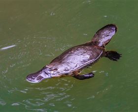 Platypus Viewing At Broken River - Accommodation Mooloolaba 0