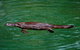 Platypus Viewing At Broken River - thumb 2