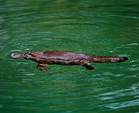 Platypus Viewing At Broken River - Accommodation Mooloolaba 2
