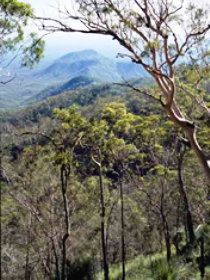 Crediton State Forest - Accommodation Mooloolaba 0