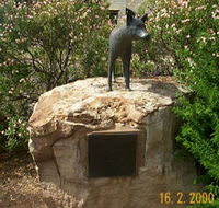 Dingo Statue - Accommodation Mooloolaba