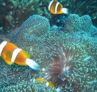 Davies Reef Dive Site - Accommodation Mooloolaba