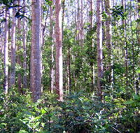 Cathu State Forest - Accommodation Mooloolaba