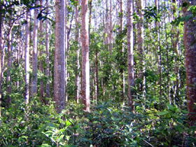 Cathu State Forest - Accommodation Mooloolaba 0