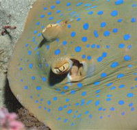 Jorgey's Patch Dive Site - Accommodation Mooloolaba