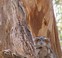 Bird Watching - Accommodation Mooloolaba