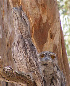 Bird Watching - Accommodation Mooloolaba 0