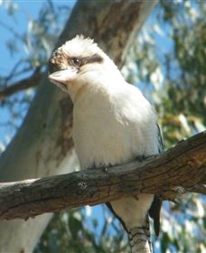 Bird Watching - Accommodation Mooloolaba 1