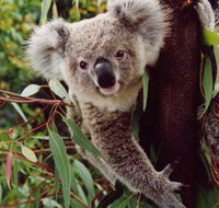Koala Spotting Regeneration Reserve - Accommodation Mooloolaba