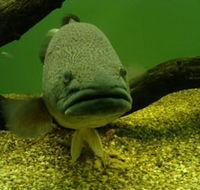 John Lake Centre - Narrandera Fisheries Centre - Accommodation Mooloolaba