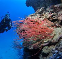 Three Sisters Dive Site - Accommodation Mooloolaba