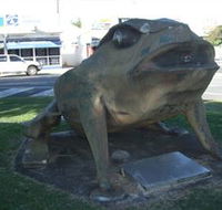 Big Cane Toad - Accommodation Mooloolaba