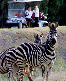 Taronga Western Plains Zoo, Dubbo - Accommodation Mooloolaba 1