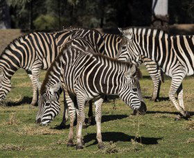 Taronga Western Plains Zoo, Dubbo - Accommodation Mooloolaba 5