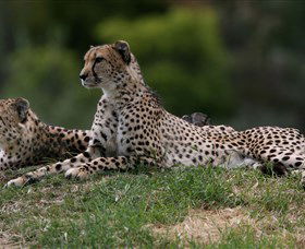 Taronga Western Plains Zoo, Dubbo - Accommodation Mooloolaba 6