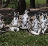 Savannah Visitor Plaza Taronga Western Plains Zoo Dubbo - Accommodation Mooloolaba