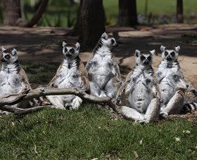 Savannah Visitor Plaza, Taronga Western Plains Zoo Dubbo - Accommodation Mooloolaba 0