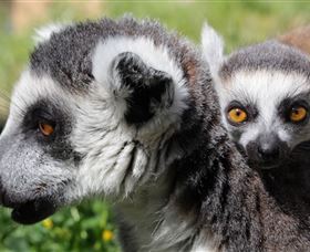 Savannah Visitor Plaza, Taronga Western Plains Zoo Dubbo - Accommodation Mooloolaba 1