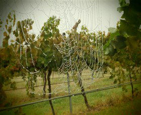Red Earth Estate Vineyard - Accommodation Mooloolaba 8
