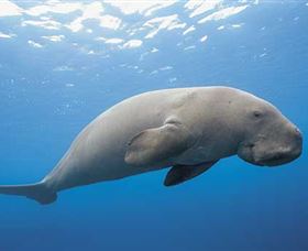 Dugong Sanctuary - Clairview - Accommodation Mooloolaba 1