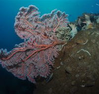 Luncheon Bay Dive Site - Accommodation Mooloolaba