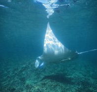 Manta Ray Bay Dive Site - Accommodation Mooloolaba