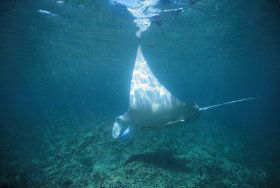 Manta Ray Bay Dive Site - Accommodation Mooloolaba 0