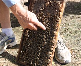 Bees On Keswick Island - Accommodation Mooloolaba 1