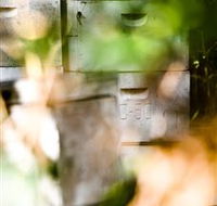 Bees on Keswick Island - Accommodation Mooloolaba