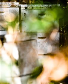 Bees On Keswick Island - Accommodation Mooloolaba 0