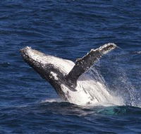 Whale Watching on Keswick Island - Accommodation Mooloolaba