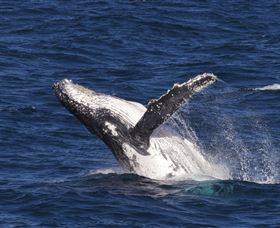 Whale Watching On Keswick Island - Accommodation Mooloolaba 0