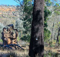 Eualdrie walking track - Accommodation Mooloolaba