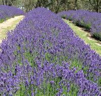 Yuulong Lavender Estate - Accommodation Mooloolaba