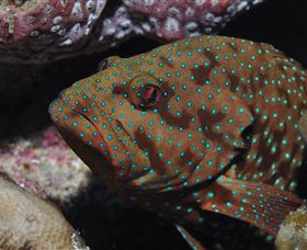 Challenger Bay Dive Site - Accommodation Mooloolaba 3