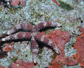 Challenger Bay Dive Site - Accommodation Mooloolaba 2
