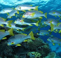 Challenger Bay Dive Site - Accommodation Mooloolaba