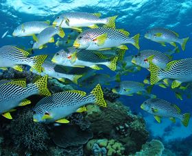 Challenger Bay Dive Site - Accommodation Mooloolaba 0