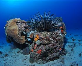Challenger Bay Dive Site - Accommodation Mooloolaba 1