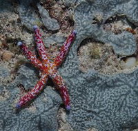 Clam Gardens Dive Site - Accommodation Mooloolaba