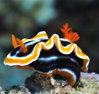 Monolith Dive Site - Accommodation Mooloolaba