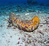 Two Towers Dive Site - Accommodation Mooloolaba