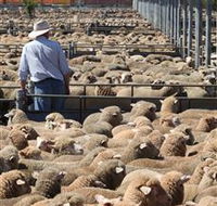 Livestock Marketing Centre - Accommodation Mooloolaba