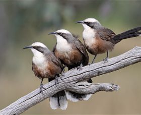 Winton Wetlands Reserve - Accommodation Mooloolaba 1