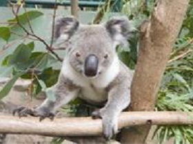 The Rockhampton Zoo - Accommodation Mooloolaba 1