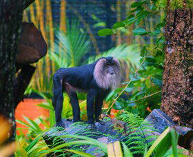 The Rockhampton Zoo - Accommodation Mooloolaba 3