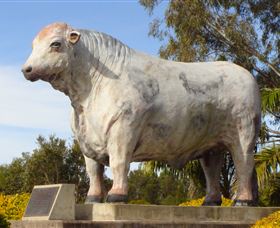 Rockhampton Bull Statues - Accommodation Mooloolaba 1