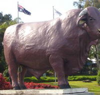 Rockhampton Bull Statues - Accommodation Mooloolaba
