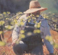 Canobolas Smith Winery - Accommodation Mooloolaba